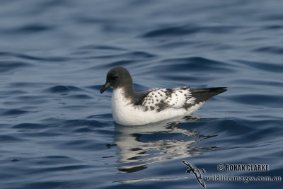 Cape Petrel 8072.jpg