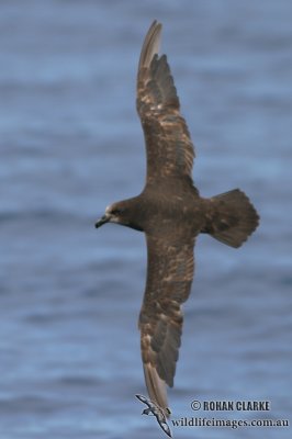 Grey-faced Petrel