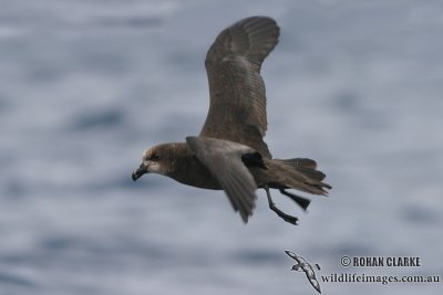 Grey-faced Petrel 3056.jpg