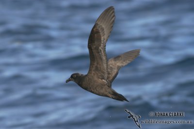 Great-winged Petrel 5405.jpg