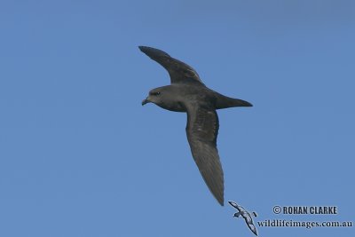 Great-winged Petrel 5419.jpg