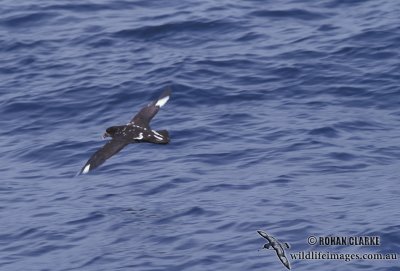 Grey-faced Petrel s0480.jpg