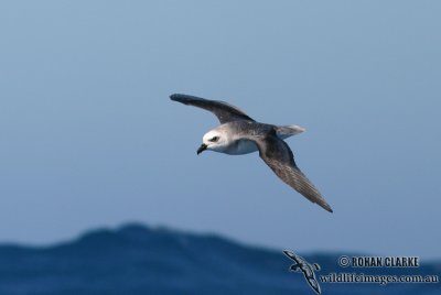 White-headed Petrel 0590.jpg