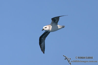 White-headed Petrel 0596.jpg