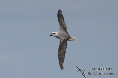 White-headed Petrel 2072.jpg