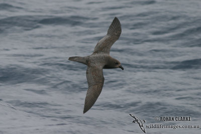 Providence Petrel 7182.jpg