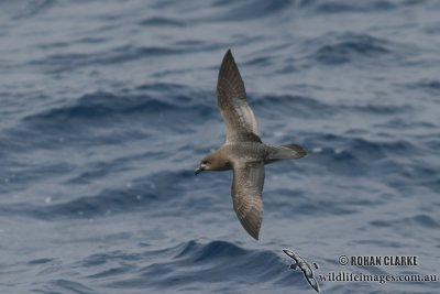 Providence Petrel 7254.jpg