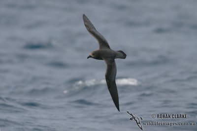 Providence Petrel 7255.jpg