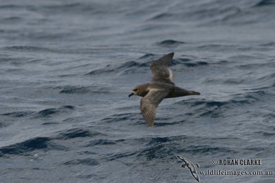 Providence Petrel 7267.jpg