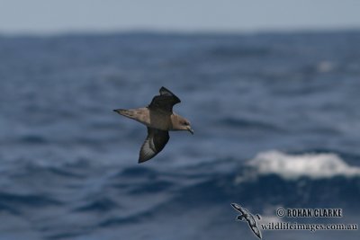 Providence Petrel 7275.jpg