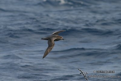 Providence Petrel 7276.jpg