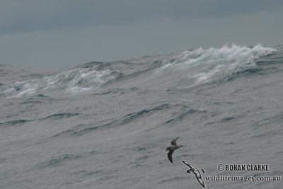 Soft-plumaged Petrel 6298.jpg