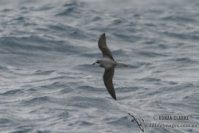 Soft-plumaged Petrel 6315.jpg