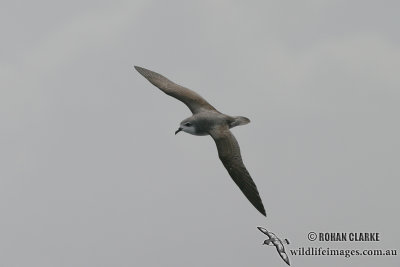 Cook's Petrel 1183.jpg