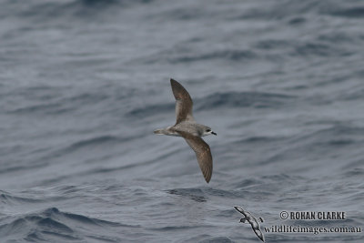 Cook's Petrel 1374.jpg