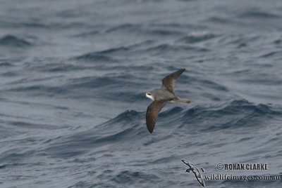 Cook's Petrel 1612.jpg