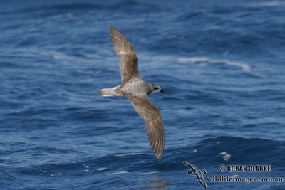 Cook's Petrel