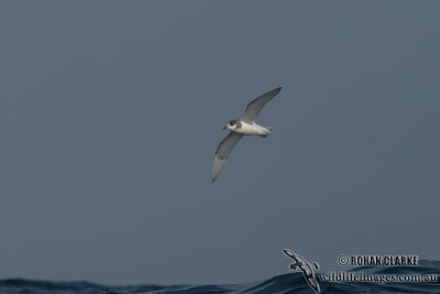 Blue Petrel 8039.jpg