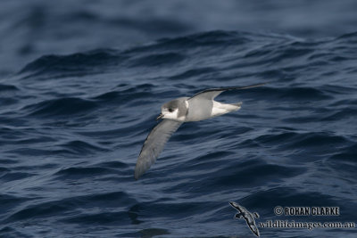 Blue Petrel 8062.jpg