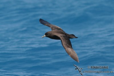 White-chinned Petrel 0616.jpg