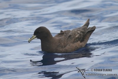 White-chinned Petrel 4253.jpg