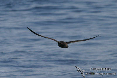 Westland Petrel 7717.jpg