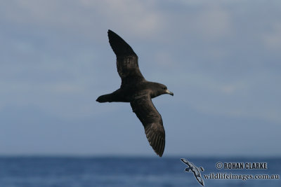 Westland Petrel 7724.jpg