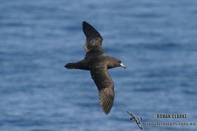 Westland Petrel 7760.jpg