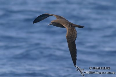 Wedge-tailed Shearwater 1848.jpg