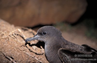 Wedge-tailed Shearwater s0602.jpg