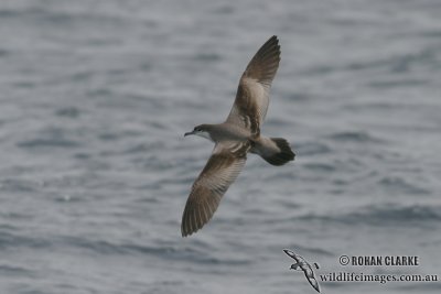 Buller's Shearwater 1197.jpg