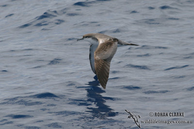 Bullers Shearwater 1804.jpg