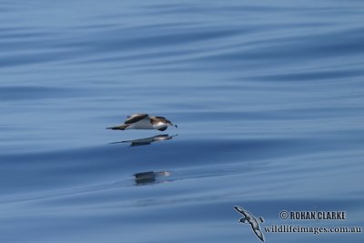 Buller's Shearwater 2745.jpg