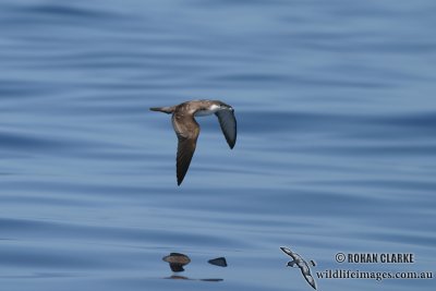 Buller's Shearwater 2749.jpg