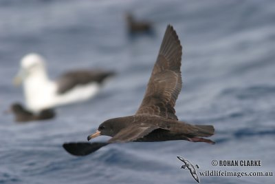 Flesh-footed Shearwater 3078.jpg