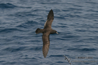 Flesh-footed Shearwater 4104.jpg