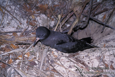 Flesh-footed Shearwater s0605.jpg