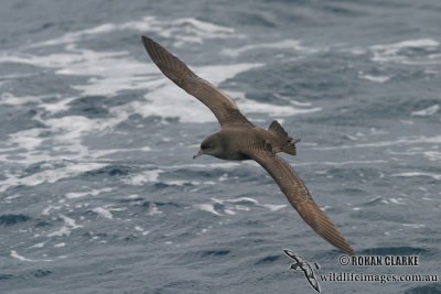 Short-tailed Shearwater 3889.jpg