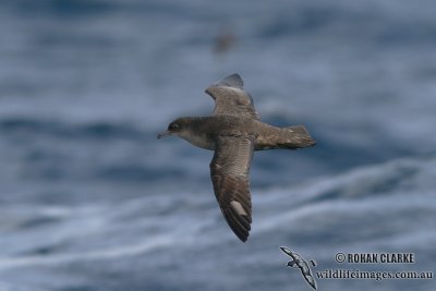 Short-tailed Shearwater