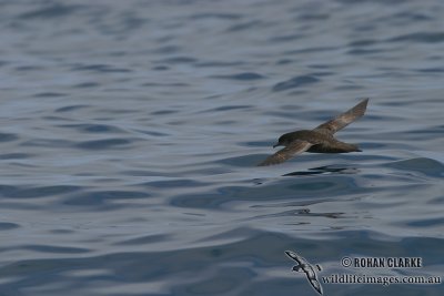 Short-tailed Shearwater 4108.jpg