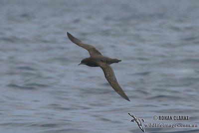 Short-tailed Shearwater 4263.jpg