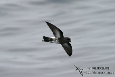 New Zealand Storm-Petrel 1288.jpg