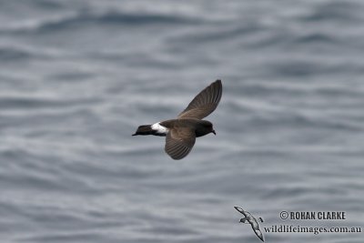 New Zealand Storm-Petrel 1302.jpg