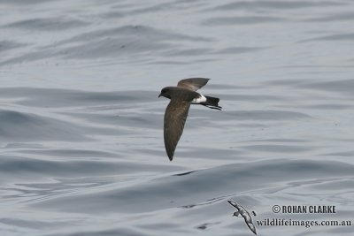 New Zealand Storm-Petrel 1401.jpg