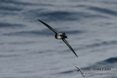 New Zealand Storm-Petrel 1492.jpg