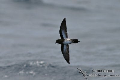 New Zealand Storm-Petrel 1801.jpg