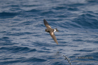 Wilson's Storm-Petrel 3871.jpg