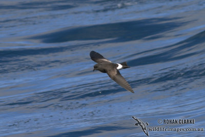 Wilson's Storm-Petrel 4667.jpg