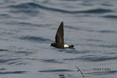 Wilson's Storm-Petrel 6949.jpg