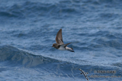 Grey-backed Storm-Petrel 2048.jpg